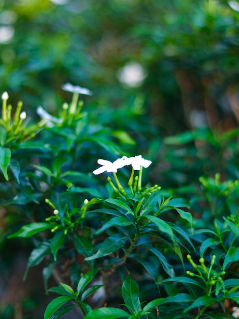 真ん中に白い花が咲く緑の植物