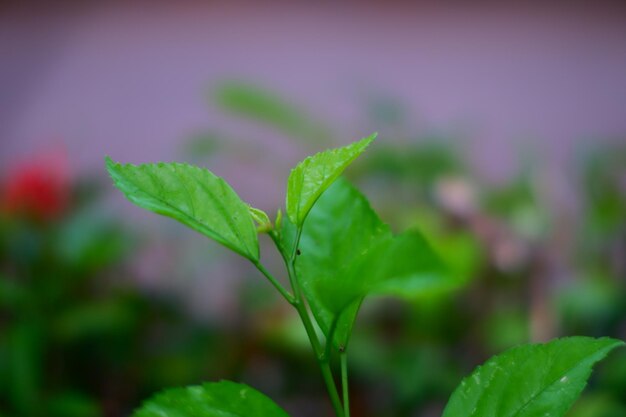 A green plant with the word tea on it