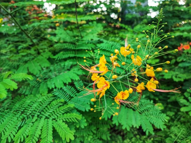 a green plant with yellow flowers and green leaves.