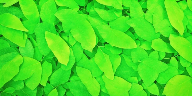 A green plant with yellow leaves that is green