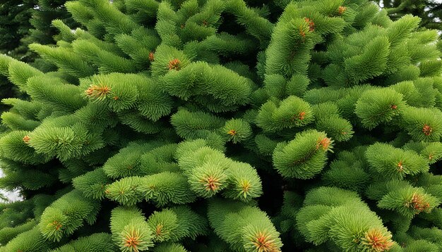 Photo a green plant with yellow and orange spots