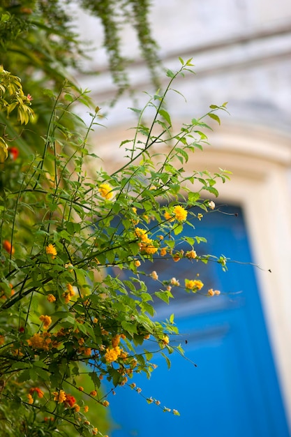 Green plant and yellow flowers