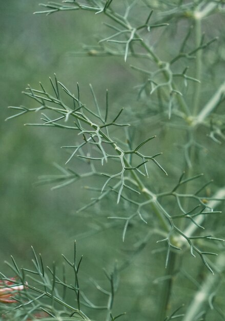 緑の植物