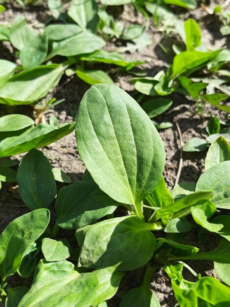 green plantain leaves growing in the forest on a sunny day