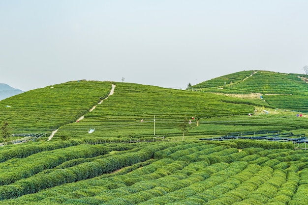 Foto paesaggio verde della piantagione