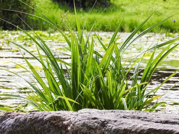 写真 緑の植物や岩は庭を飾る