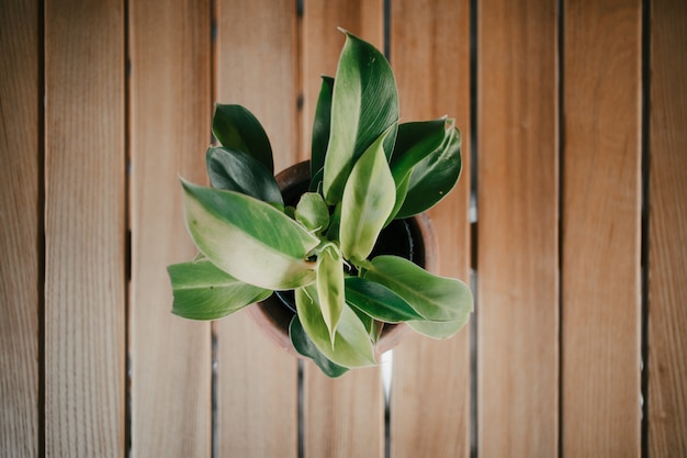 Green plants in artistic clay pots on wooden table.