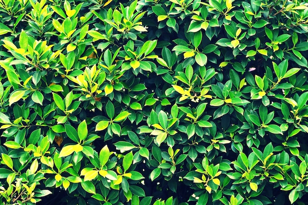 green plants background