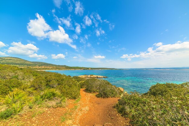 イタリアのアルゲーロの海沿いの緑の植物