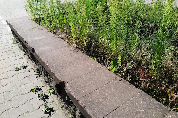 Green plants on concrete flower bed on sidewalk