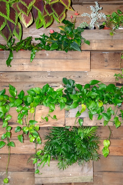緑の植物が自宅の木製の壁に飾られます。