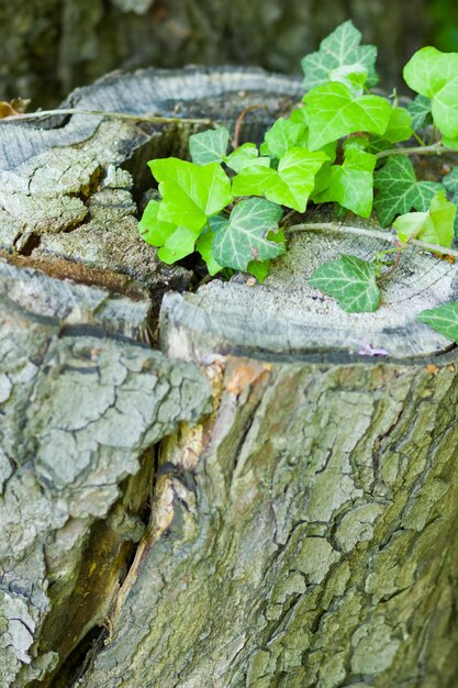 Photo green plants in dry stump green leaves on dead trees new life