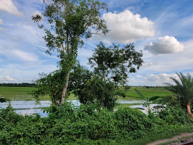 Green plants field under white clouds and blue sky. Wonderful environment of Bangladesh rural areas.