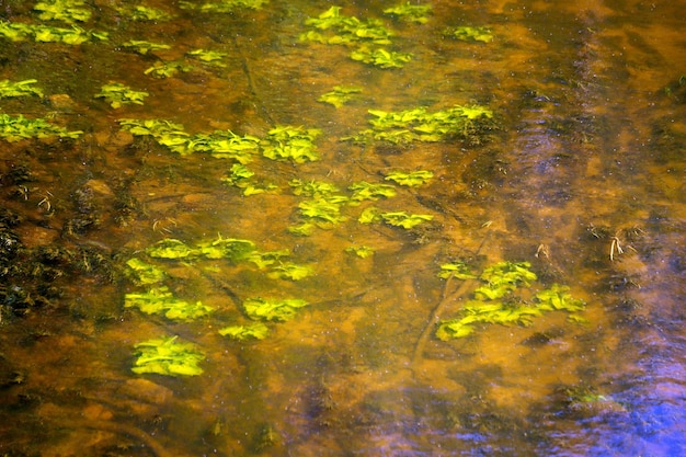 Green plants in the forest river in summer