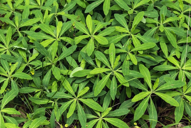 森林地帯の緑の植物