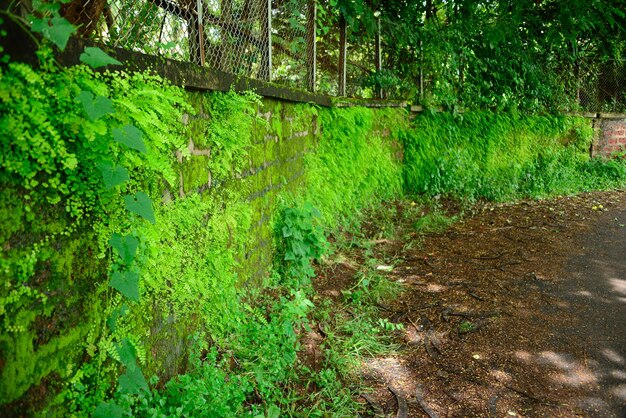 Photo green plants in forest