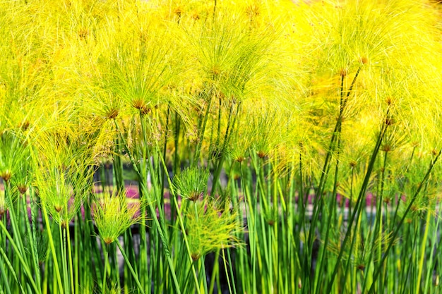 庭の緑の植物