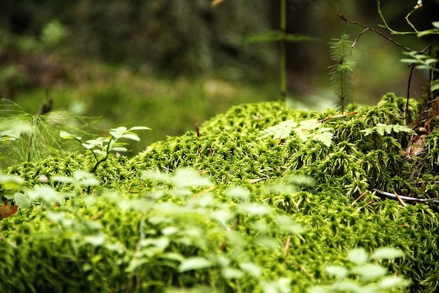 森のでこぼこに緑の植物や草