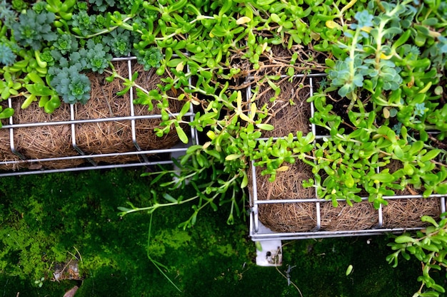green plants and grass growing through mesh of galvanized iron wire gabion boxes filled with soil green living wall vertical garden exterior facade