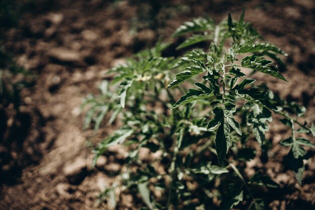 写真 緑の植物が夏に庭で育つ