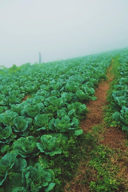 Green plants growing on field against sky