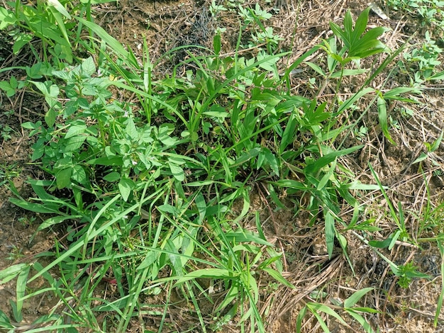 Photo green plants growing on the ground background