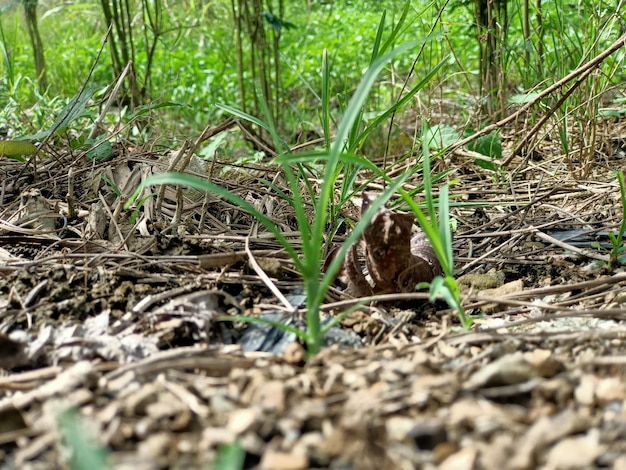 地面の背景に生える緑の植物