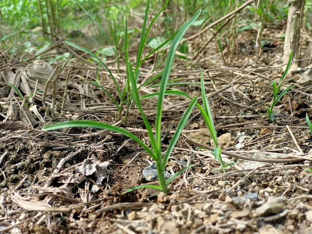 地面の背景に生える緑の植物