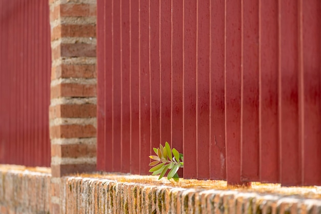 Photo green plants growing between iron fences