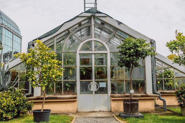 写真 屋内植物園の緑の植物 パノラマの窓の日差し 新鮮な自然の背景 ガラス屋根の下の緑の葉で覆われた落葉植物の温室 古い温室植物