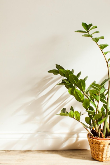 Green plants in the interiour living room design. Zamioculcas bush in pot at the floor