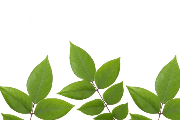 Green plants isolated over white surface