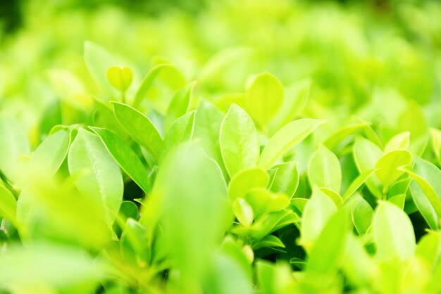 Green plants landscape ecology fresh wallpaper Closeup nature view of green leaf on blurred greenery garden natural