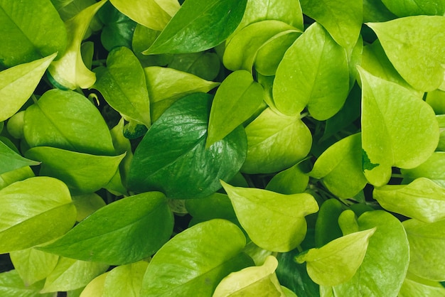 Green plants and leaves