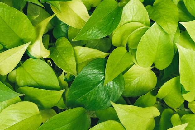 Green plants and leaves