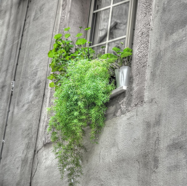 Green plants in an old window sill shot in bosa processed for\
selective desaturation effect