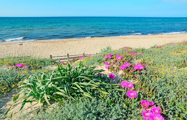 Green plants and pink flowers in Platamona Sardinia