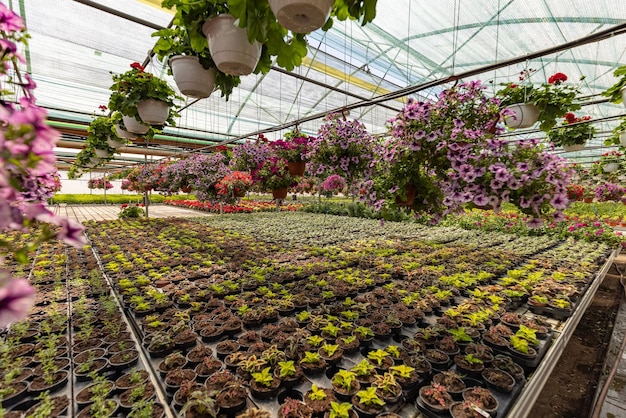 Green plants in pots