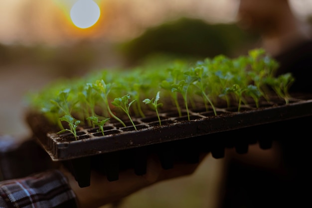 Photo green plants repotted to bigger-sized spaces to allow the plants to grow