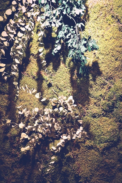 Green plants on the rough wall