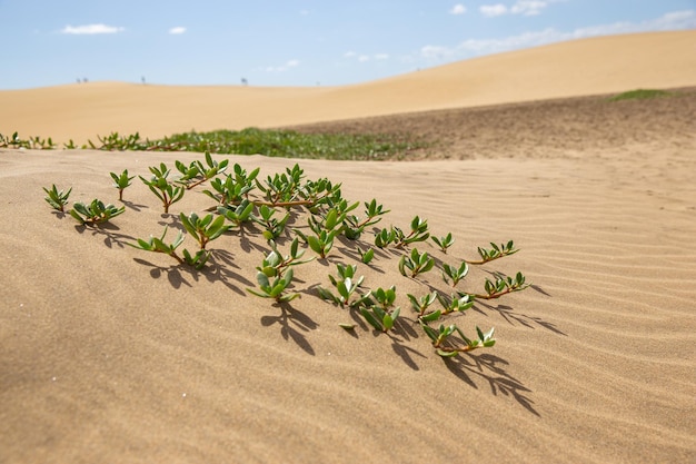 砂漠の風景に対する砂丘の緑の植物