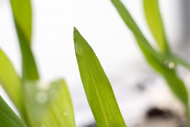 緑色植物の苗