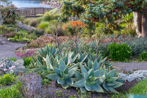 Piante verdi nel giardino estivo