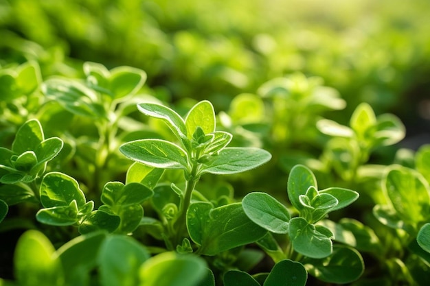 green plants in the sun