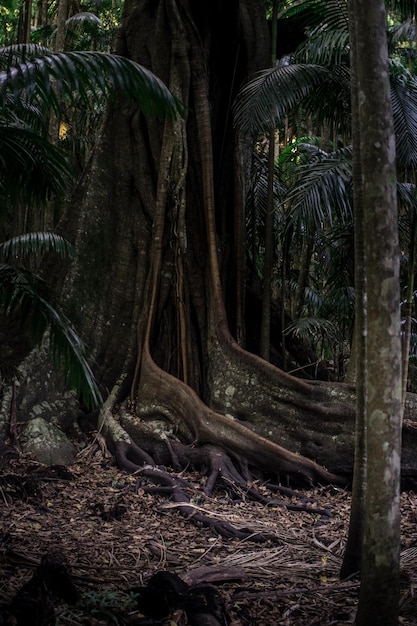 Green plants between trees in a forest