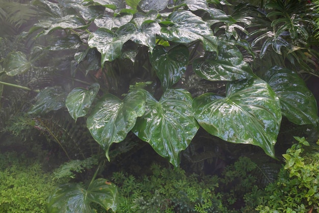 Green plants tropical garden surrounding