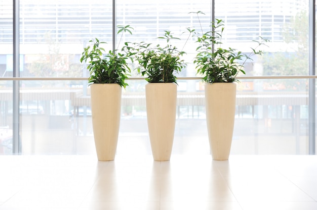 Photo green plants in vase