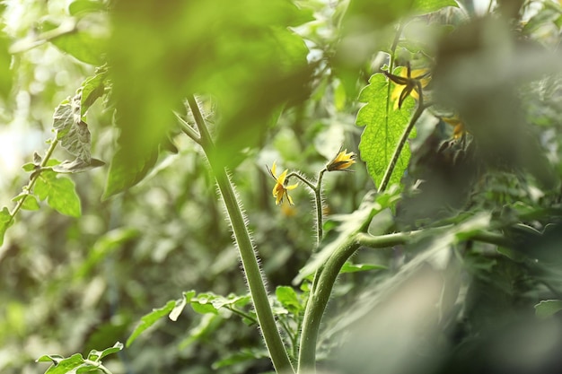 Green plants in the vegetable garden