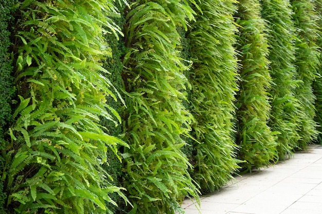 Green plants on the wall vertical garden and concrete floor