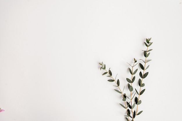 green plants on a white background. Flat lay.